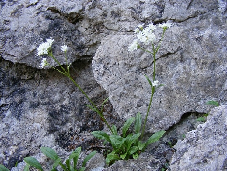 Valeriana saxatilis / Valeriana delle rupi